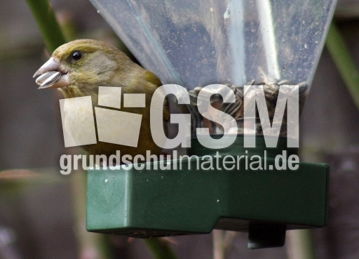 Grünfink-Futterspender-224.jpg